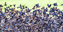 Murmuration of Red winged blackbird (Agelaius phoeniceus) with some Yellow headed blackbirds (Xanthocephalus xanthocephalus) flying in tight formation scaring off Snow geese (Chen caerulescens) Cibola...