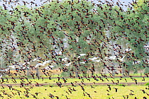 Murmuration of Red winged blackbird (Agelaius phoeniceus) with some Yellow headed blackbirds (Xanthocephalus xanthocephalus) flying in tight formation scaring off Snow geese (Chen caerulescens) Cibola...