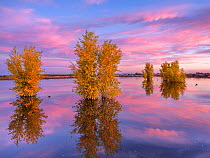Autumn-colored cottonwood trees (Populus sp.) in flooded ponds, with Sandhill cranes (Grus canadensis) and Snow geese (Chen caerulescens) in background, at dawn.Cibola National Wildlife Refuge, Arizon...