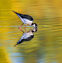 Black-necked stilts (Himantopus mexicanus) searching for food by stirring the shallows with its bill as it wades through the water.Gilbert, Riparian Preserve, Arizona, USA.