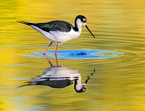 Black-necked stilt (Himantopus mexicanus) foraging in shallows, stirring water as it goes. Gilbert Riparian Preserve,  Arizona, USA.