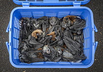 Collected remains of Gray-headed flying-fox (Pteropus poliocephalus) pups that died during cold weather event. Victoria, Australia.