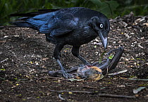 Australian raven (Corvus coronoides) eating remains of young Gray-headed flying-fox (Pteropus poliocephalus) that died during unseasonal cold weather event. Victoria, Australia.