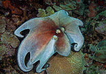 Caribbean Common Octopus (Octopus vulgaris), often active during the day, spread out, Dominica, Eastern Caribbean.