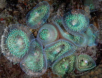 Group of uncommon and stinging Neon disc anemone (Discosoma carlgreni), Dominica, Eastern Caribbean.