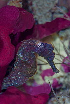 Longsnout seahorse (Hippocampus reidi) holding onto unidentified magenta sponge, Dominica, Eastern Caribbean.