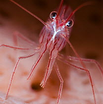 Close up of  Peppermint shrimp (Lysmata wurdemanni), Dominica, Eastern Caribbean.