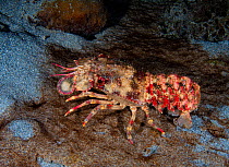 Small Spanish lobster (Arctides guineensis) foraging for food in open at night, Dominica, Eastern Caribbean.