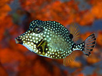 Smooth Trunkfish (Lactophrys triqueter), with hard protective shell of fused scale secreting toxins, Dominica, Eastern Caribbean.