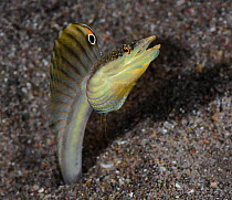 Male Yellowface pike-blenny (Chaenopsis limbaughi), living in abandoned tubeworm holes in sand, flaring its dorsal fin in threat display, Dominica, Eastern Caribbean.