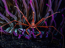 Yellowline arrow crab (Stenorhynchus seticornis)  living in association with Giant Caribbean sea anemone (Condylactis gigantea), Dominica, Caribbean.