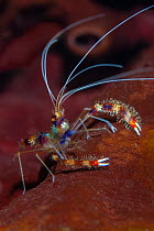 Coral banded shrimp (Stenopus hispidus) a  cleaner shrimp, removes and  eats parasites from various coral reef fishes, Dominica, Eastern Caribbean.