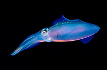 Bioluminescent Caribbean reef squid (Sepioteuthis sepioidea), St. Vincent, Eastern Caribbean.