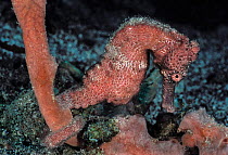 Longsnout seahorse (Hippocampus reidi) gradually assuming same color of nearby pink sponges , resulting in effective camouflage.  St. Vincent, Eastern Caribbean.
