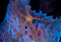 Suenson's brittle star (Ophiothrix suensonii) on Azure vase sponge (Callyspongia plicifera), St. Vincent, Caribbean.