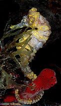 Longsnout seahorse (Hippocampus reidi) disguises itself in different environments by assuming wide variety of colour combinations, Dominica, Eastern Caribbean.