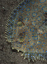 Peacock flounder (Bothus lunatus) camouflaged on sand seabed,  Dominica, Eastern Caribbean.