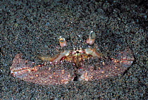 Rough box crab (Calappa gallus) burying itself in sand to hide from predators, Dominica, Eastern  Caribbean.