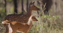 Chital deer (Axis axis) herd with young walking through open woodland, Maharashtra, India, January.
