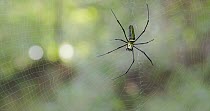 Giant wood spider (Nephila pilipes) female testing the web by pulling silk, Maharashtra, India, November.