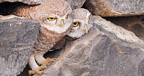 Spotted owlet (Athene brama) female looking out of nest in rocks, males appears then flies off, Maharashtra, India, January.