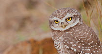 Spotted owlet (Athene brama) looking around then vocalising, Maharashtra, India, January.