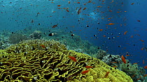 Yellow scroll coral (Turbinaria reniformis) surrounded by colourful reef fish, Jackson Reef, Red Sea, Egypt, September.