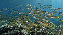 Blackspot snappers (Lutjanus ehrenbergii) schooling on a coral reef, Sataya, Red Sea, Egypt, August.