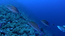 Bluefin trevallies (Caranx melampygus) group foraging on reef edge, Elphinstone Reef, Red Sea, Egypt, August.