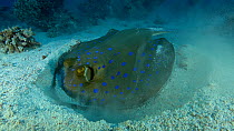 Blue spotted ribbontail ray (Taeniura lymma) foraging in sand, then swims off, Abu Dabbab, Red Sea, Egypt, August.