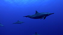 Spinner dolphin (Stenella longirostris) pod swimming and playing, Habili Ali, Red Sea, Egypt, May.