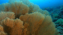 Gorgonian fans (Annella mollis) on a healthy reef, Gordon Reef, Strait of Tiran, Red Sea, Egypt, September.