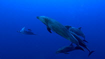 Bottlenose dolphin (Tursiops truncatus) pod swimming alongside Giant oceanic manta ray (Mobula birostris), San Benedicto, Revillagigedo Islands, Mexico, December.