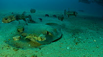 Diamond stingray (Dasyatis brevis) foraging on seabed, surrounded by porcupinefish and pufferfish, Cabo Pulmo National Park, Baja California, Mexico, December.