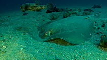 Diamond stingray (Dasyatis brevis) foraging on seabed, surrounded by porcupinefish and pufferfish, Cabo Pulmo National Park, Baja California, Mexico, December.