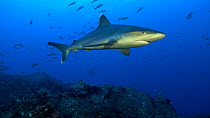 Silky shark (Carcharhinus falciformis) female swimming past a cleaning station, San Benedicto, Revillagigedo Islands, Mexico, December.