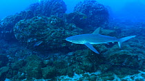 Galapagos shark (Carcharhinus galapagensis) female swimming over reef, San Benedicto, Revillagigedo Islands, Mexico, December.