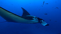 Giant oceaninc manta ray (Mobula birostris) swimming, San Benedicto, Revillagigedo Islands, Mexico, December.