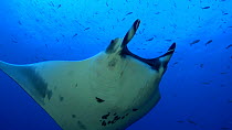 Giant oceaninc manta ray (Mobula birostris) female swimming, Roca partida, Revillagigedo Islands, Mexico, December.