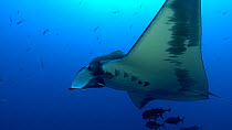 Giant oceaninc manta ray (Mobula birostris) female swimming, Socorro, Revillagigedo Islands, Mexico, December.