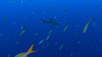 Silvertip shark (Carcharhinus albimarginatus) swimming into the blue, Roca Partida, Revillagigedo Islands, Mexico, December.