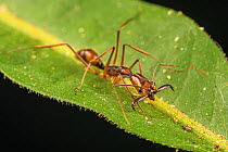 Trap-jaw ant (Odontomachus hastatus) which has the fastest self-powered predatory strike in the animal kingdom (35 to 64 meters per second, or 78 to 145 miles per hour ) and with a stunning accelerati...