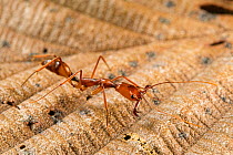 Trap-jaw ant (Odontomachus hastatus) crawling over a dead leaf, Wayqecha, Peru.