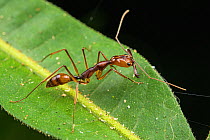 Trap-jaw ant (Odontomachus hastatus) which has the fastest self-powered predatory strike in the animal kingdom, Los Amigos Biological Station, Peru.