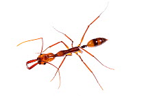 Trap-jaw ant (Odontomachus hastatus), Peru.