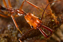 Trap-jaw ant (Odontomachus hastatus), close up, Los Amigos Biological Station, Peru.