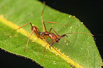 Trap-jaw ant (Odontomachus hastatus), which has the fastest self-powered predatory strike in the animal kingdom. Los Amigos Biological Station, Peru
