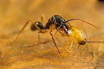 Trap jaw ants (Odontomachus sp.) preying upon a cockroach larva. Captive.