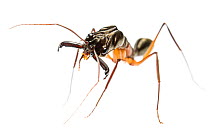 Trap-jaw ant (Odontomachus chelifer) with mandibles open, Wayqecha, Peru.