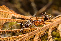 Trap-jaw ant (Odontomachus chelifer) on a dead leaf, Wayqecha, Peru.